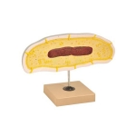 Models, Bacteria Cell
