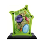 Plant Cell Anatomy Model
