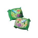 Plant Cell Cross Section Model